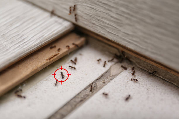 Best Exterminator Services  in Belle Glade, FL