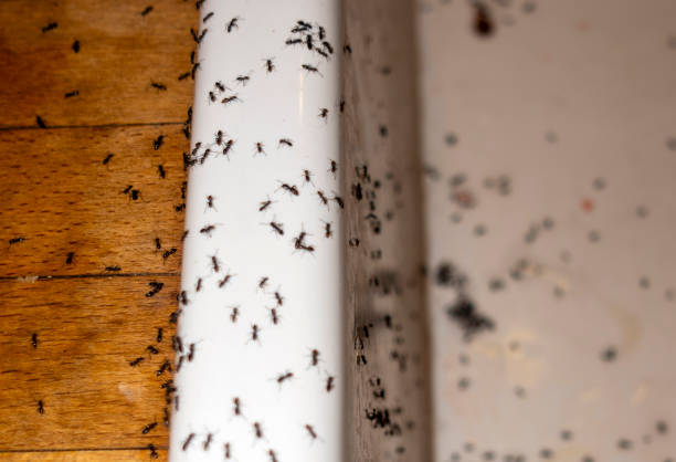 Best Flea Control Services  in Belle Glade, FL