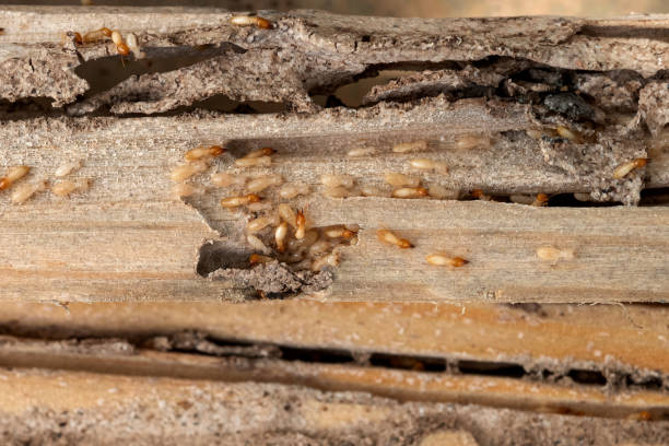 Best Termite Control Services  in Belle Glade, FL