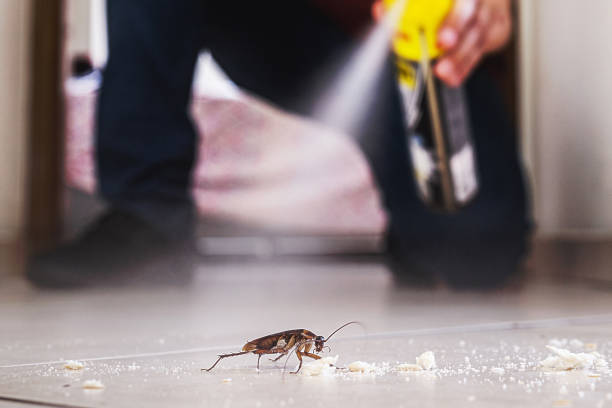 Best Cockroach Control Services  in Belle Glade, FL