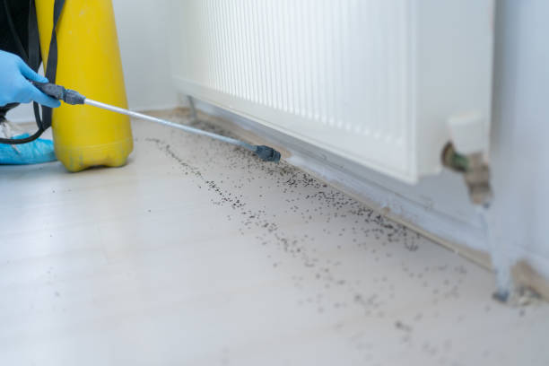 Best Pest Removal Services  in Belle Glade, FL